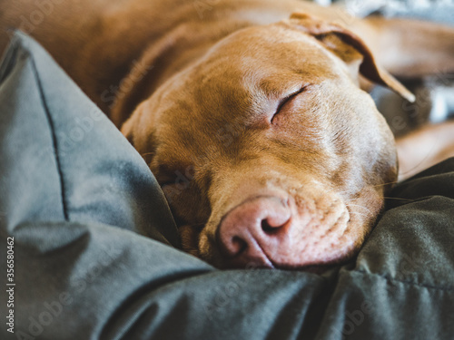 Lovable, pretty puppy of chocolate color. Close-up, indoor. Day light. Concept of care, education, obedience training, raising pets