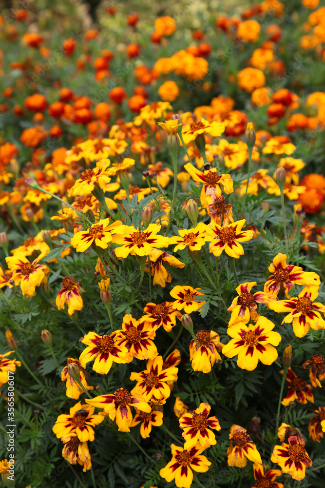 Closeup of orange and yellow marigold flowers surrounded by green leaves in a garden setting