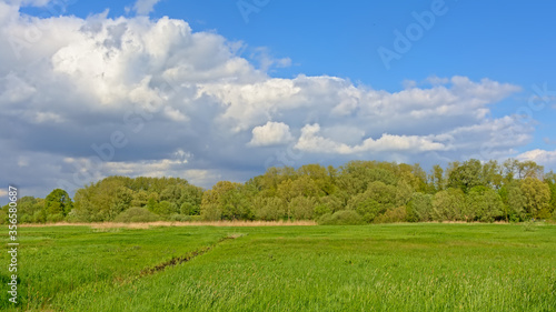 spring landscape in Bourgoyen nature reserve, Ghent, Flanders, Belgium