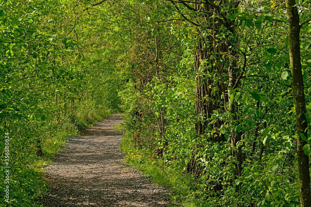 path through a sunny spring forest in bourgoyen nature reserve path through a sunny spring forest in bourgoyen nature reserve