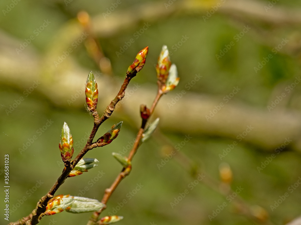 Sprouting spring leaf buds on a twig, selective focus with bokeh background Sprouting spring leaf buds on a twig, selective focus with bokeh background