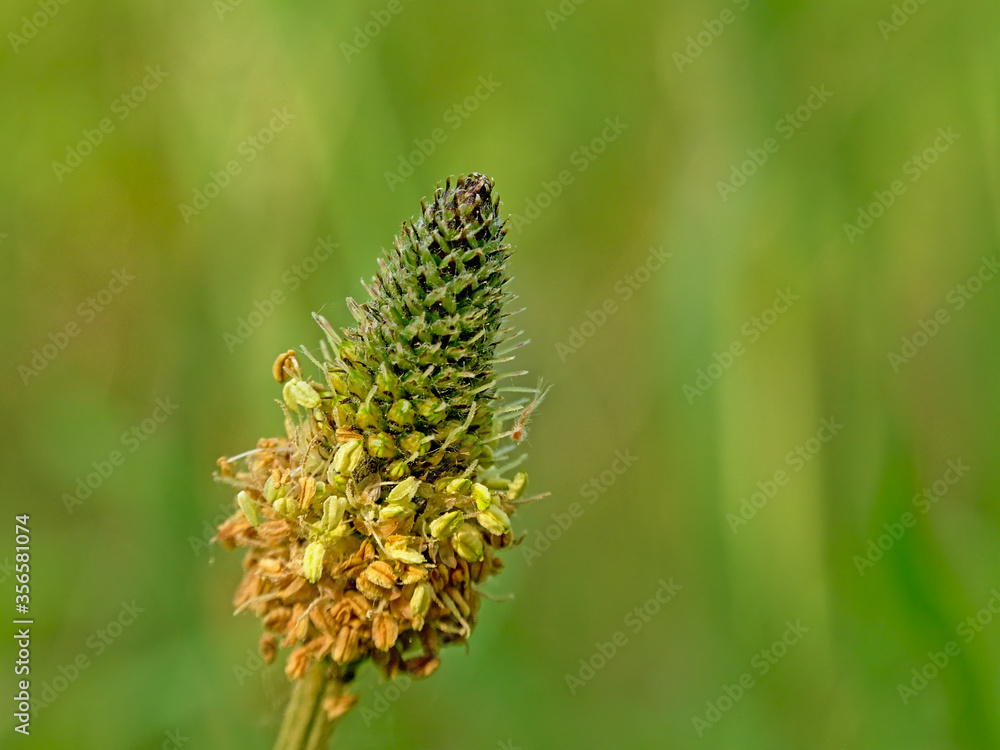 Close-up of an overblown green ribwort plantain flower - Plantago lanceolata Close-up of an overblown green ribwort plantain flower - Plantago lanceolata