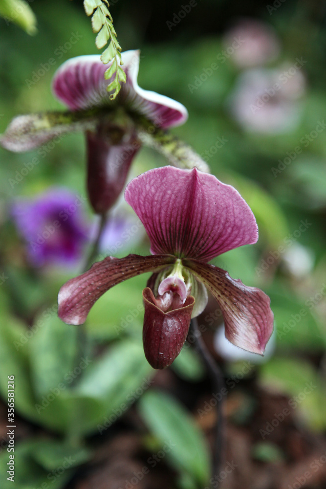 Beautiful purple orchid flowers in garden setting Beautiful purple orchid flowers in garden setting