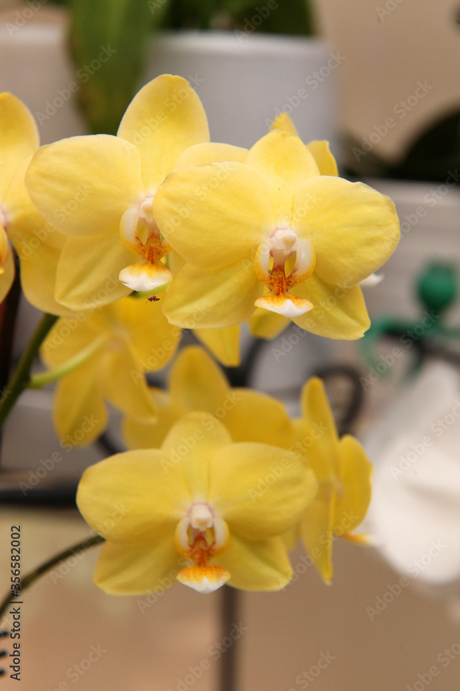 Beautiful yellow orchid flowers surrounded by green leaves