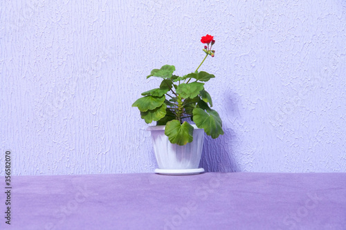 Pelargonium, Gerganium in a flower pot. green leaves, young shoots, sprout, seedling.
Floriculture, gardening. Young geranium in the sunbeam. Flowering pelargonium. Red flower bud. Home plant. photo