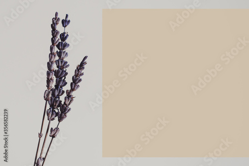Background with dried lavender flower with space for text of yellow color, text template © VeronikaSmirnaya