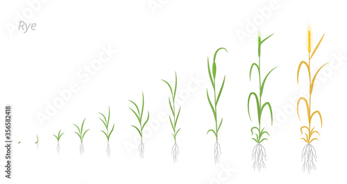 Rye plant growth stages development. Secale cereale. Species of cereal grain. Harvest animation progression. Ripening period vector infographic.