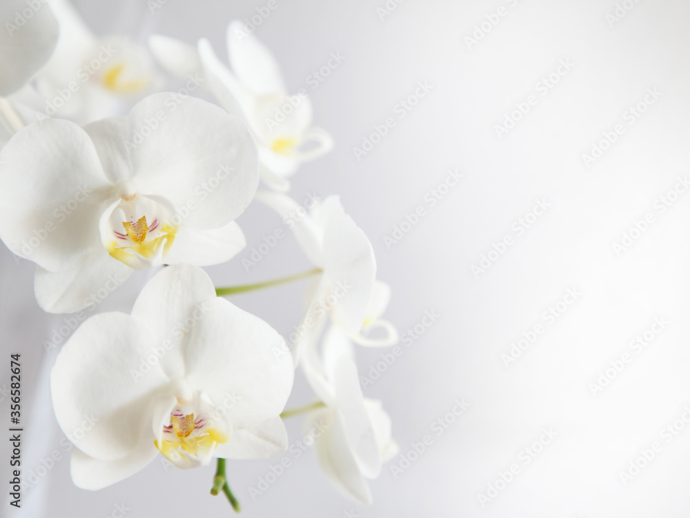 Fototapeta premium Szczegółowy obraz białego kwiatu orchidei