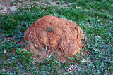 Anthill in the middle of an outdoor park