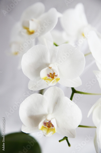 Fototapeta Naklejka Na Ścianę i Meble -  Detailed image of white orchid flower