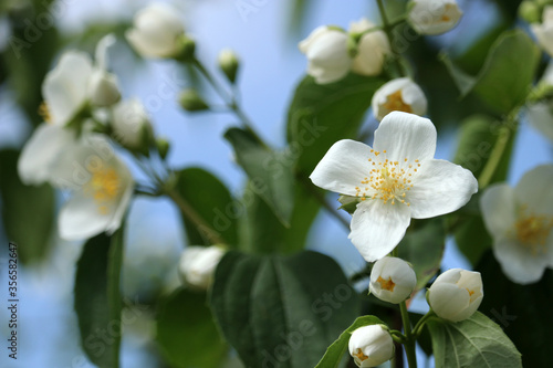 Beautiful blooming jasmine. White flower on blurred background.