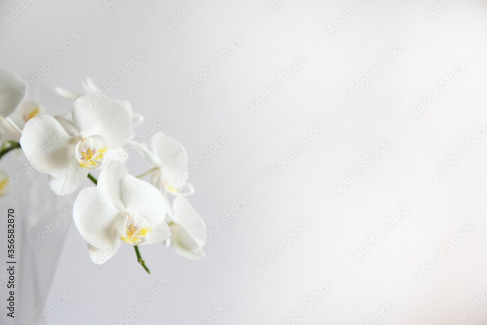 Obraz premium Detailed image of white orchid flower
