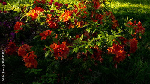  Flowers in the botanical garden in Radzionk  w  free space for entry.