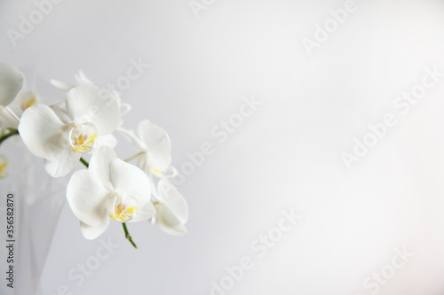 Detailed image of white orchid flower © jacquimartin