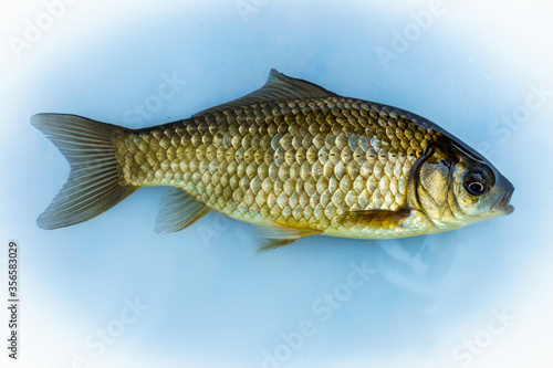 Alive crucian carp on a white plate in water