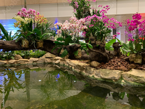 Canvas Print Beautiful Orchid gardens in tropical Singapore