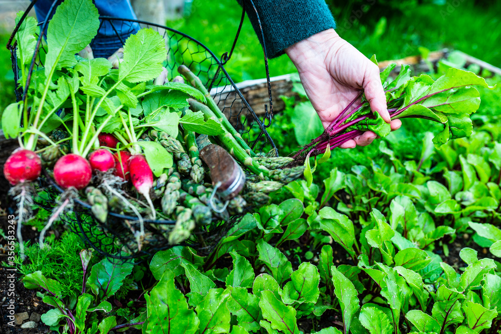 Woman picking up a young vegetables. Woman picking up a young vegetables.