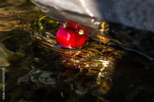 red actinia in natural environment photo