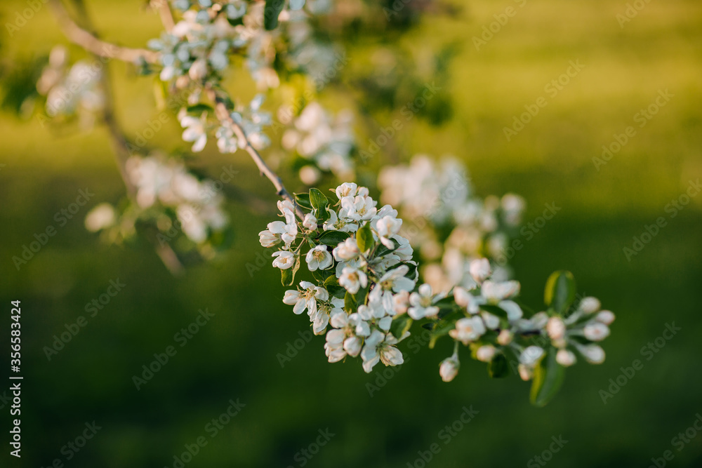 Apple tree blossom, spring time, green leaves of apple tree on sunset. Apple tree blossom, spring time, green leaves of apple tree on sunset.
