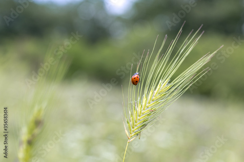 Wild wheat green stalks and ladybug on nature in spring summer field close-up of macro with free space for text. Selective focus.