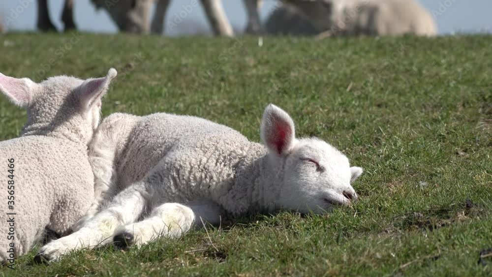 Cute white sheep lamb lying on meadow in springtime in front of blue sky Cute white sheep lamb lying on meadow in springtime in front of blue sky