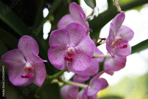 Beautiful orchid flowers in garden in Singapore