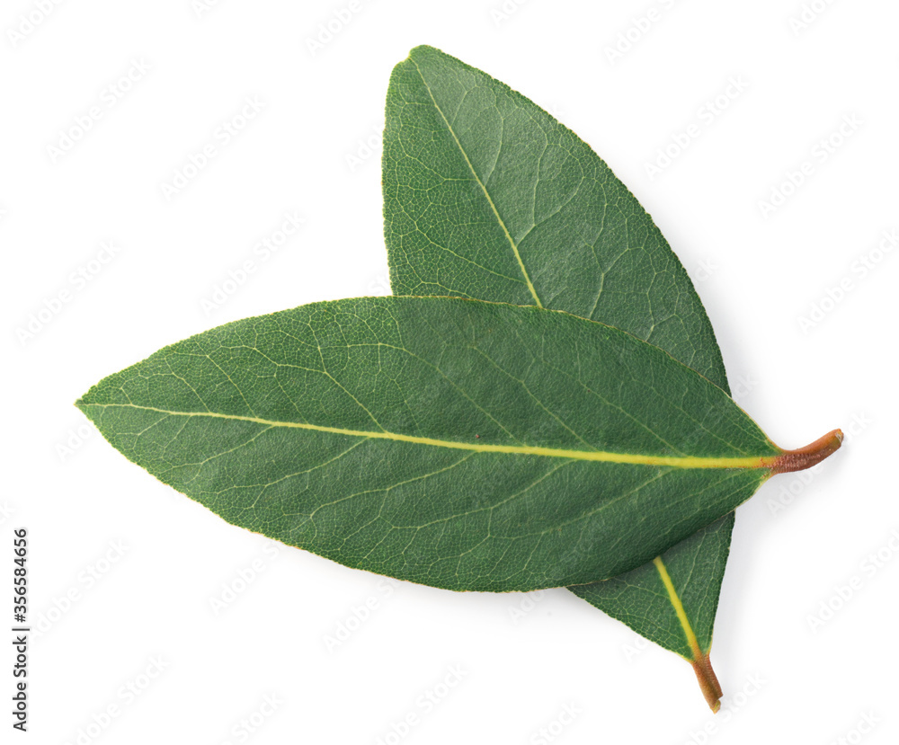 fresh bay leaves isolated on the white background, top view fresh bay leaves isolated on the white background, top view