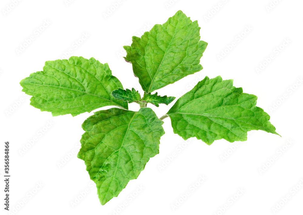 fresh Patchouli (Pogostemon cablin) leaves isolated on the white background fresh Patchouli (Pogostemon cablin) leaves isolated on the white background