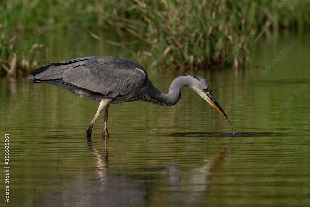 Grey heron (Ardea cinerea), real wildlife - no ZOO Grey heron (Ardea cinerea), real wildlife - no ZOO