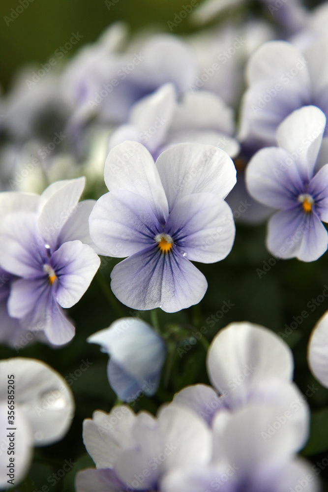 Beautiful purple pansy flower surrounded by green leaves Beautiful purple pansy flower surrounded by green leaves