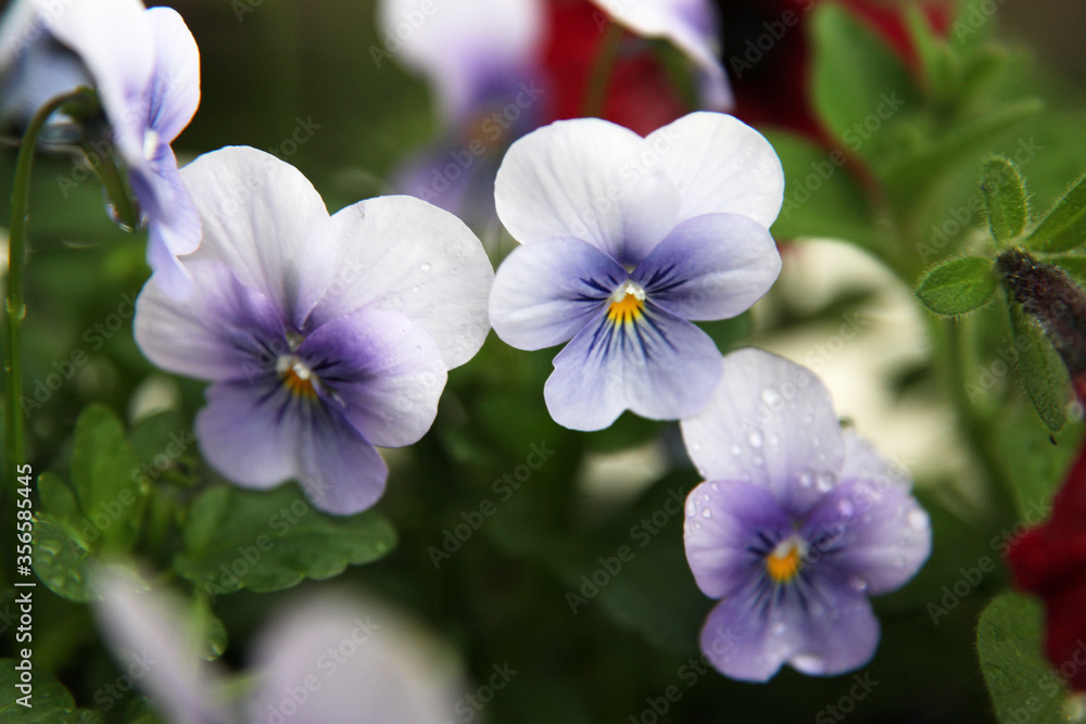 Beautiful purple pansy flower surrounded by green leaves Beautiful purple pansy flower surrounded by green leaves