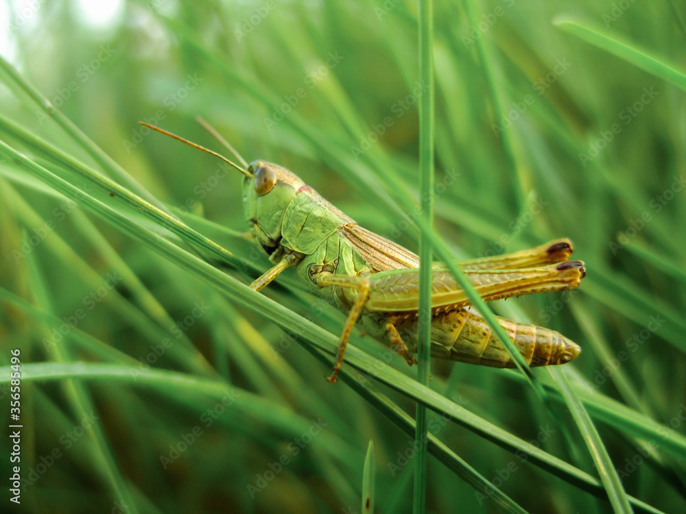 grasshopper in the grass on a hot summer day grasshopper in the grass on a hot summer day