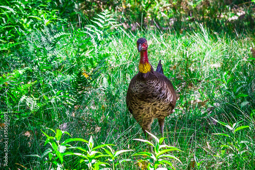 Birds Of Australia. Australian brushturkey (Alectura lathami) photo