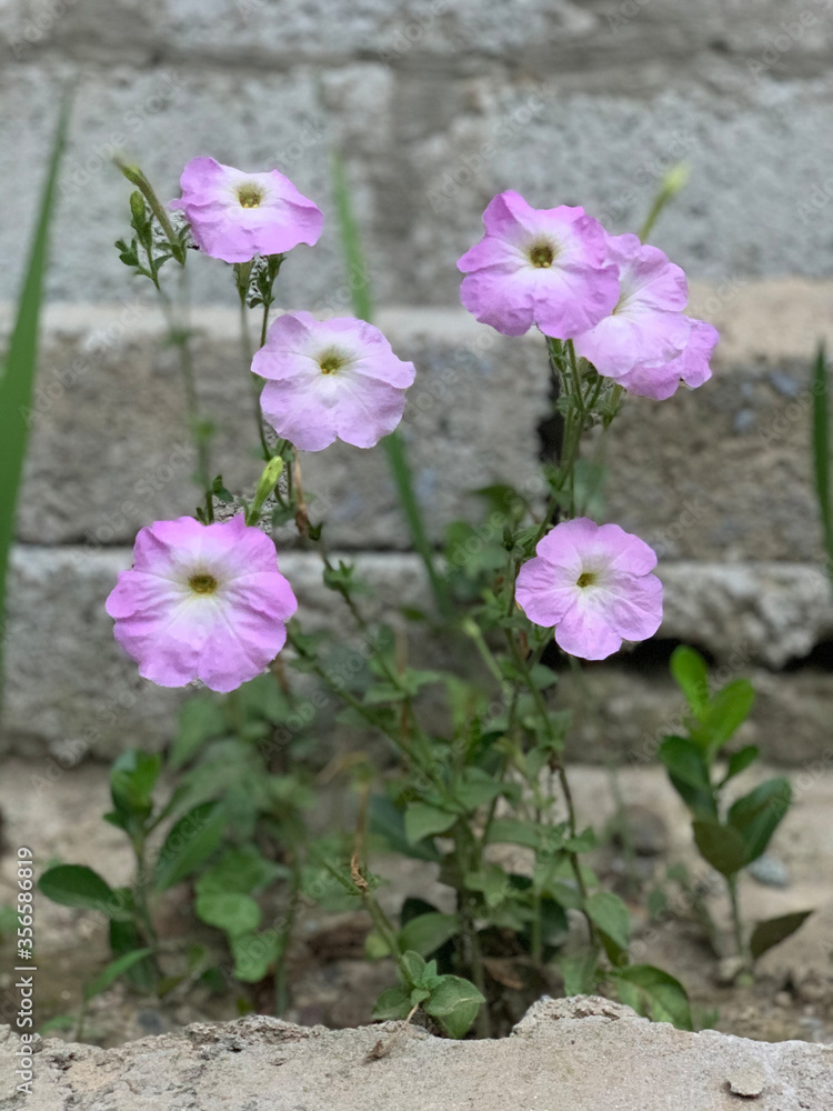 Fototapeta premium white and purple flowers grow near the brick wall