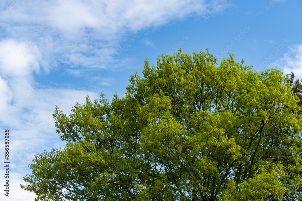 Red oak Quercus rubra against blue sky. Bright young green foliage with yellow earrings during flowering. Spring landscaped garden. Nature concept for desig Red oak Quercus rubra against blue sky. Bright young green foliage with yellow earrings during flowering. Spring landscaped garden. Nature concept for desig