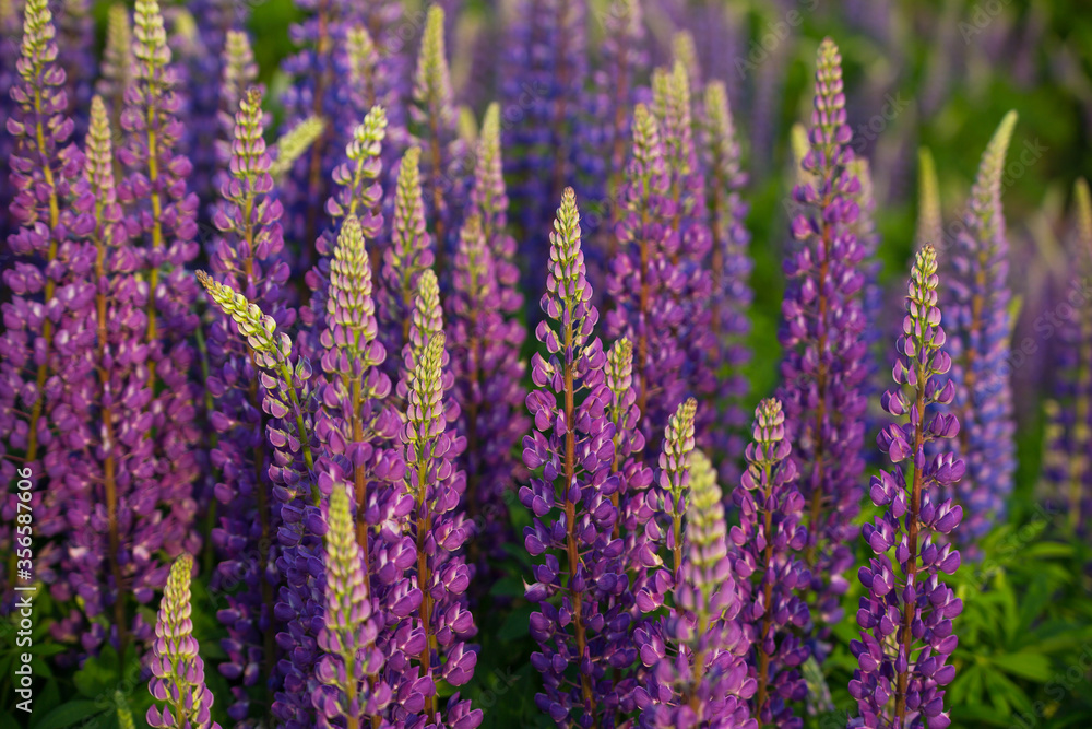 blue and purple lupines blooming in June on a sandy slope blue and purple lupines blooming in June on a sandy slope