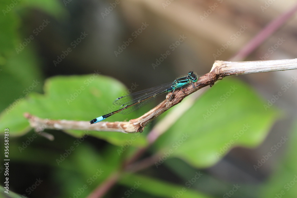 Ischnura elegans - Große Pechlibelle auf einem Ast