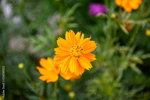 Closeup Picture of Sphagneticola flower or Sphagneticola trilobata  isolated on blurred background. Selective focus.