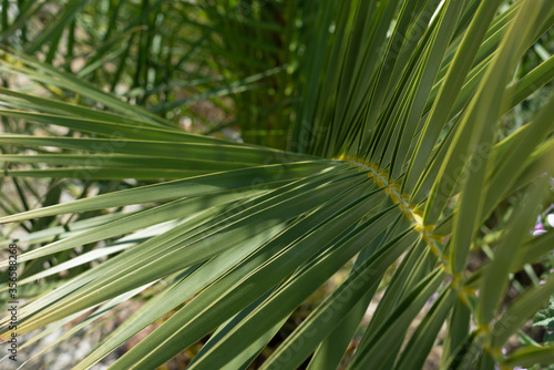 Palm tree leaf © Rufino