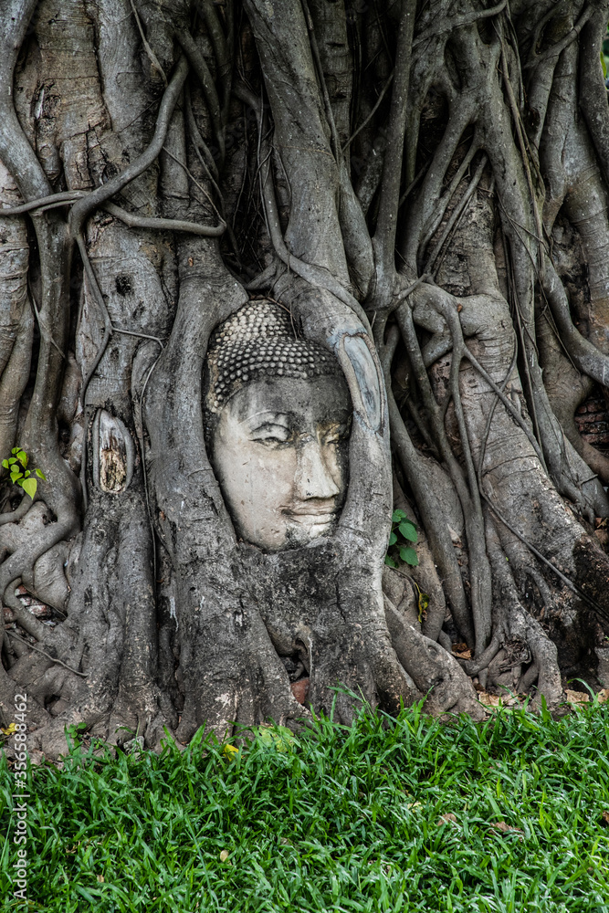 Ayutthaya Buddha Head statue with trapped in Bodhi Tree roots at Wat Maha That, Ayutthaya historical park, Thailand