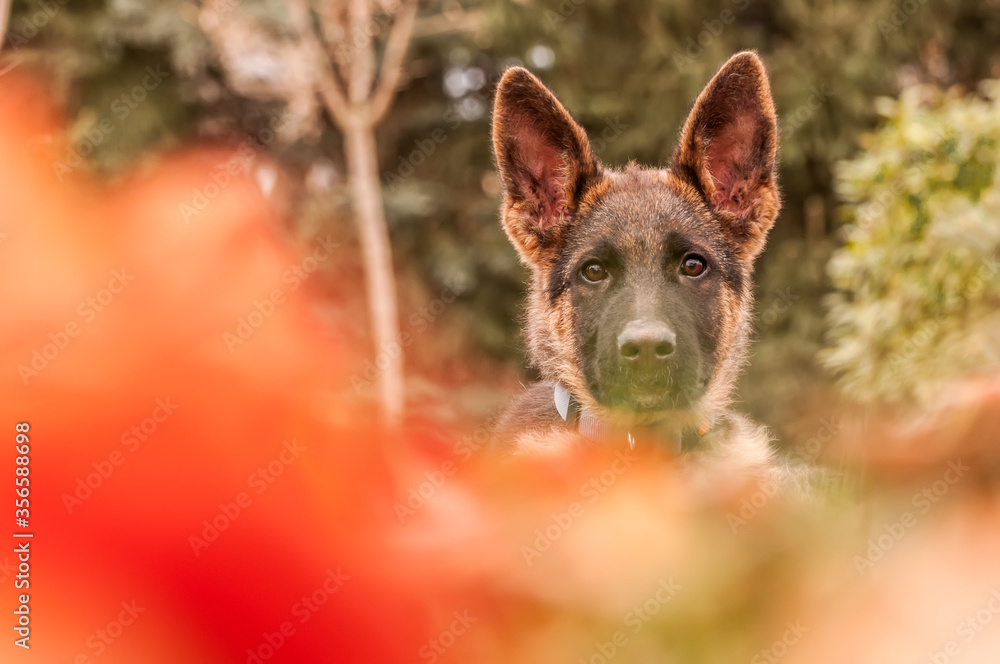 Portrait of a german shepherd puppy while resting in a backyard Portrait of a german shepherd puppy while resting in a backyard