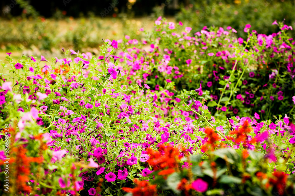 Beautiful flowers garden include various types of flowers.
