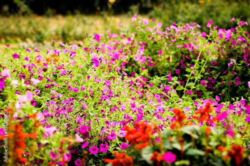 Beautiful flowers garden include various types of flowers. 