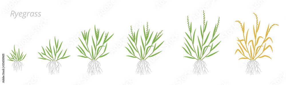 © Ilia - Ryegrass growth stages. Fescue grass family poaceae. Lolium. Grasses for lawns, and as grazing and hay. Ripening period vector infographic. Agronomy clipart.