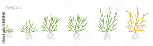 Ryegrass growth stages. Fescue grass family poaceae. Lolium. Grasses for lawns, and as grazing and hay. Ripening period vector infographic. Agronomy clipart.