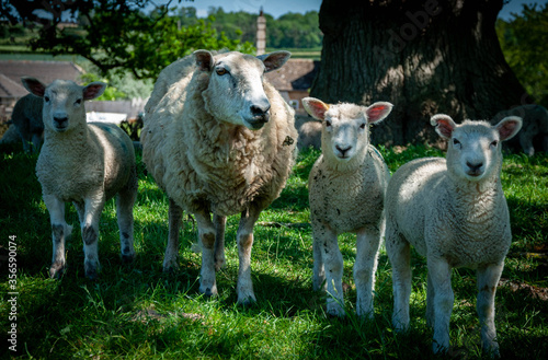 A ewe and three lambs in the shade under a tree during a hot day in the English countryside