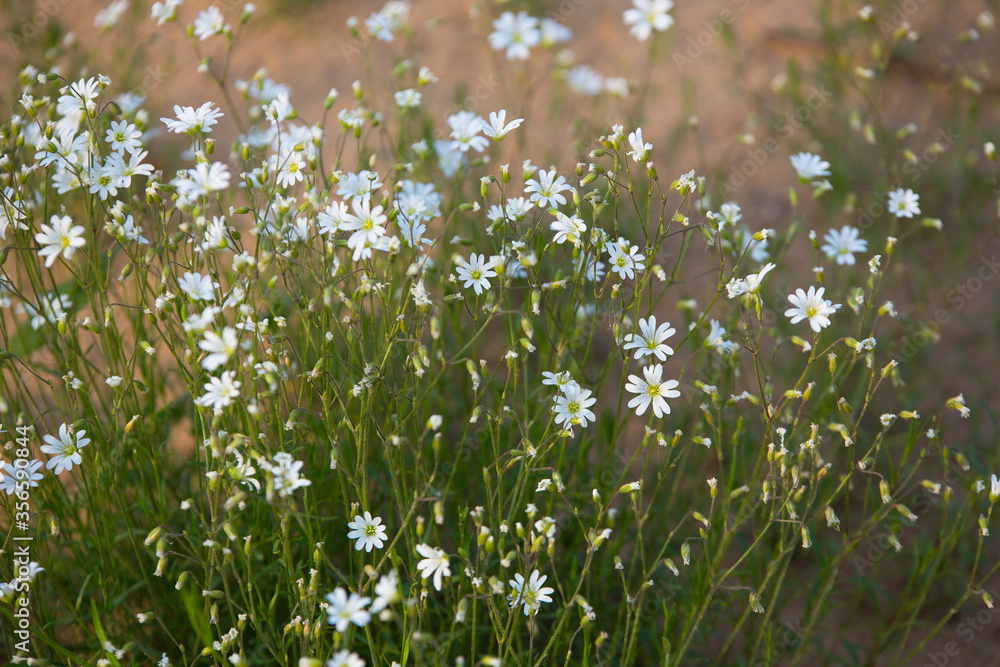 Fototapeta premium cerastium felt, growing on the sandy slopes, white flowers