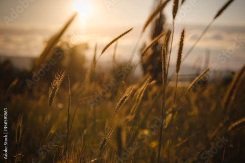 grass spikelets at sunset in the field, close up