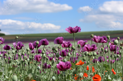 Amazing red or purple flowers of poppy in the field. Czech republic  Europe.