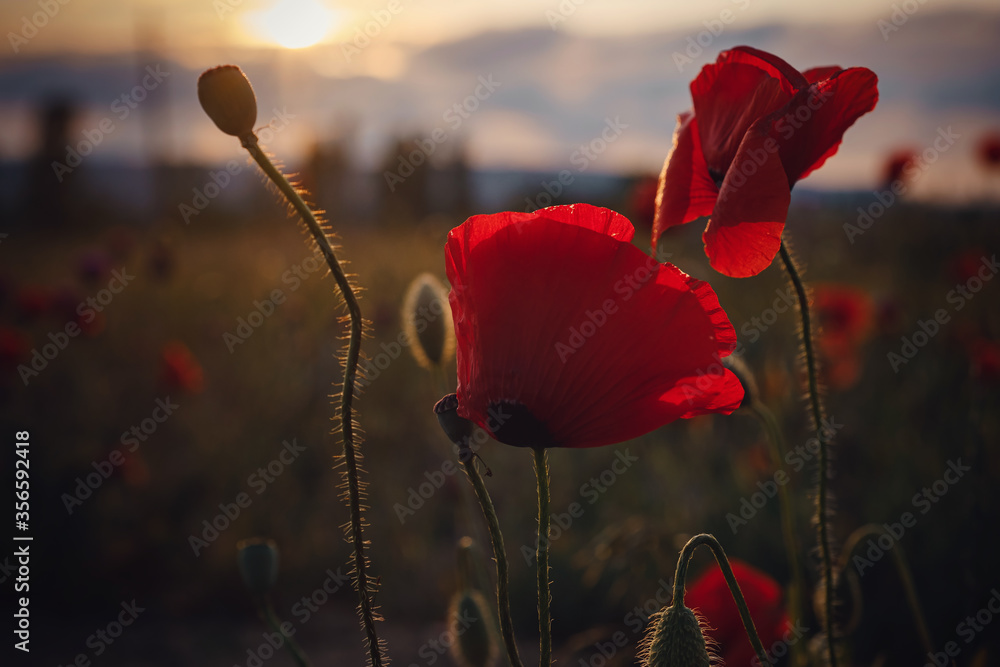 Obraz premium beautiful wild poppies at sunset in the field, close up